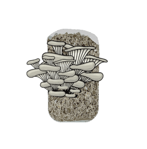 Illustration of oyster mushrooms growing from a rectangular block of substrate against a white background, perfect for use in an Elementor archive or any modern web design project.