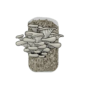 Illustration of oyster mushrooms growing from a rectangular block of substrate against a white background, perfect for use in an Elementor archive or any modern web design project.