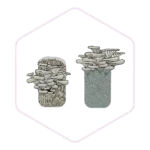 Two jars with mushrooms growing from the top, outlined in a hexagon with a light pink border—perfect for showcasing premium mushroom farming supplies.