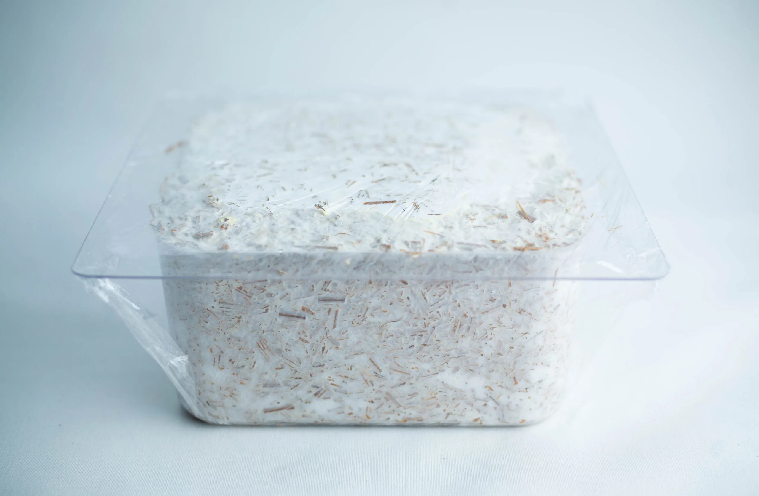 A clear plastic container filled with white mycelium and substrate, covered with cling film.