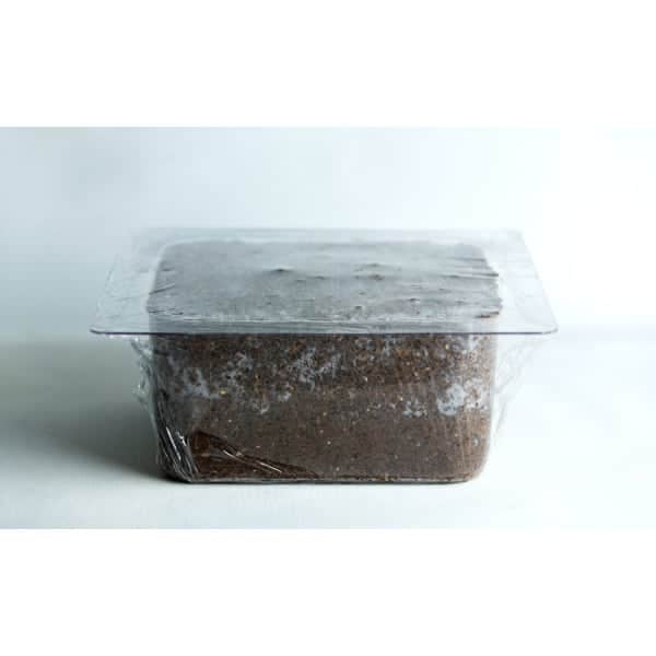 Sawdust and bran growth in plant pot mold