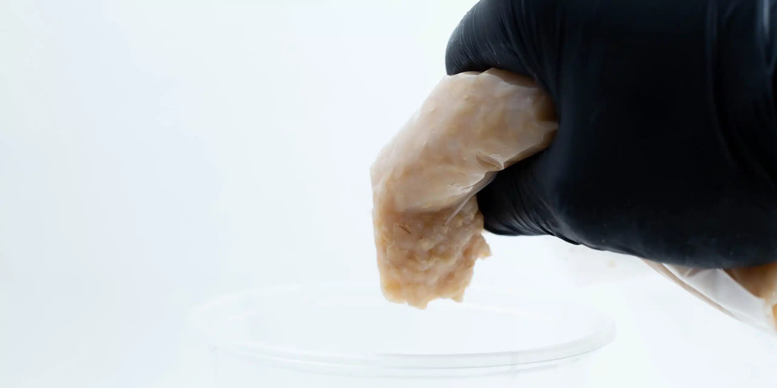 Cordyceps Substrate edited scaled