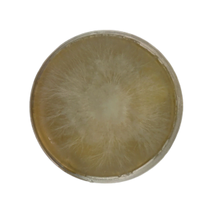 Colonised mushroom mycelium on agar plates in Species Almond