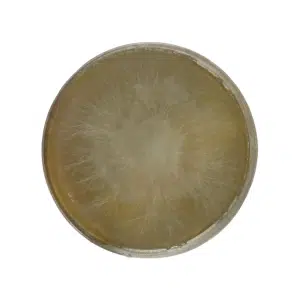 Circular petri dish with fluffy white mould or fungal colony growing on yellowish agar medium.