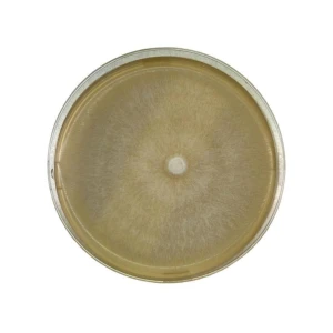 Colonised mushroom mycelium on agar plates in Species Australian Shiitake
