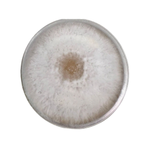 Colonised mushroom mycelium on agar plates in Species Blue Pearl Oyster