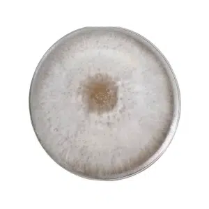 A petri dish with white, fuzzy mould growing in a circular pattern on its surface.
