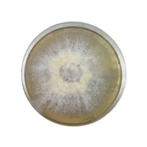A petri dish with white, fuzzy mould growing in a circular pattern on the surface.