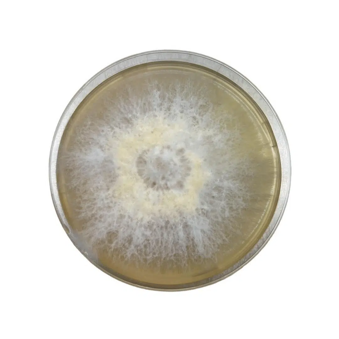 A petri dish with white, fuzzy mould growing in a circular pattern on the surface.