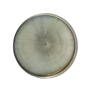 Colonised mushroom mycelium on agar plates in Species Brown Shimeji