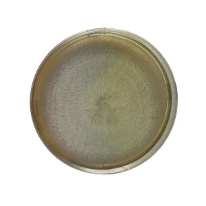 Colonised mushroom mycelium on agar plates in Species Chestnut