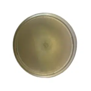 A round, clear petri dish filled with light yellowish agar, viewed from above on a white background.