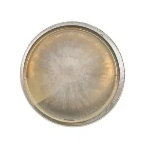 A round petri dish with white and grey mould growing in a circular pattern on its surface.