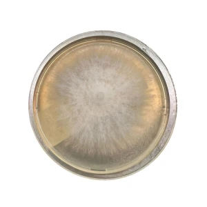 Colonised mushroom mycelium on agar plates Giant King Oyster