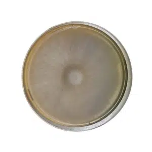 Petri dish with a circular, fuzzy mould colony growing in the centre on a yellowish agar medium.