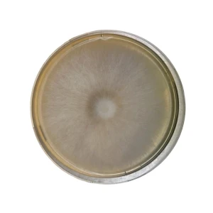 Colonised mushroom mycelium on agar plates Ivory Shimeji