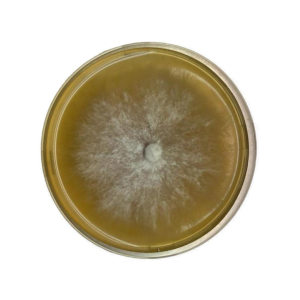 Colonised mushroom mycelium on agar plates LM Beard