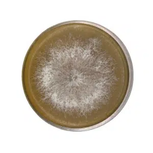 Round petri dish with white, fuzzy mould colony growing on brown agar medium, viewed from above.