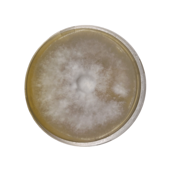 Colonised mushroom mycelium on agar plates Lions Mane Native
