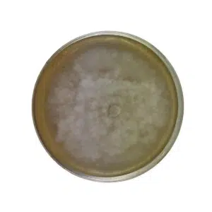 A petri dish with a large, circular white mould colony growing on its surface.