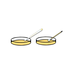 Make Agar Plates