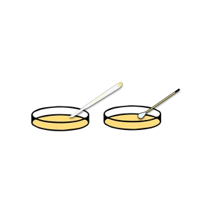 Two petri dishes with yellow media, each containing a different type of inoculating loop or swab.