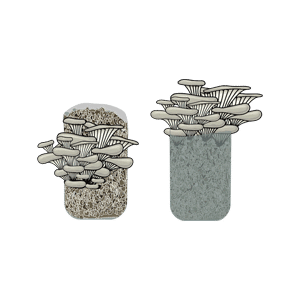 Mushroom Growing Kit