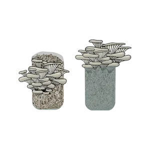 Illustration of oyster mushrooms growing from two containers filled with substrate, on a white background.