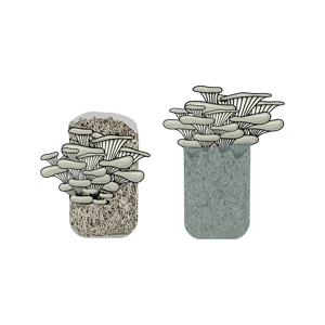 Mushroom Growing Kit