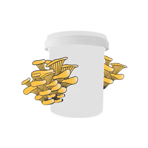 Mushroom in Buckets