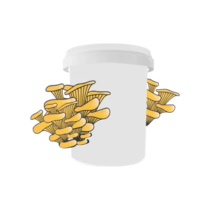 Mushroom in Buckets