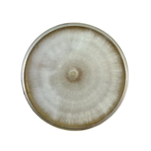 Colonised mushroom mycelium on agar plates Nameko