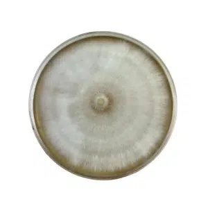 A round petri dish showing a circular, fuzzy mould colony with light brown and white concentric rings.