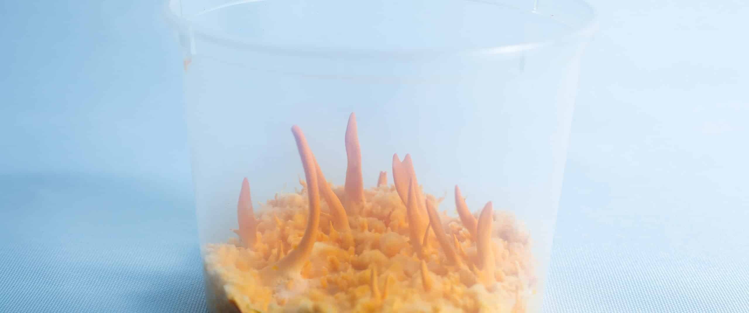 Cordyceps fruiting in the container