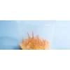 Cordyceps fruiting in the container