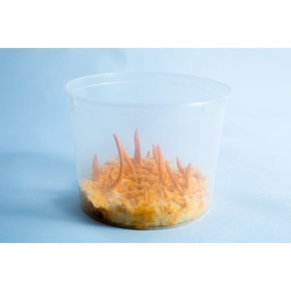 Cordyceps fruiting in the container