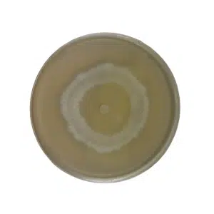 Round petri dish with a circular, white mould colony growing on a yellowish agar surface, viewed from above.