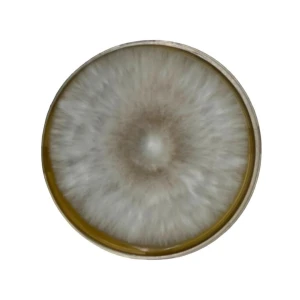 Colonised mushroom mycelium on agar plates Pearl Giant