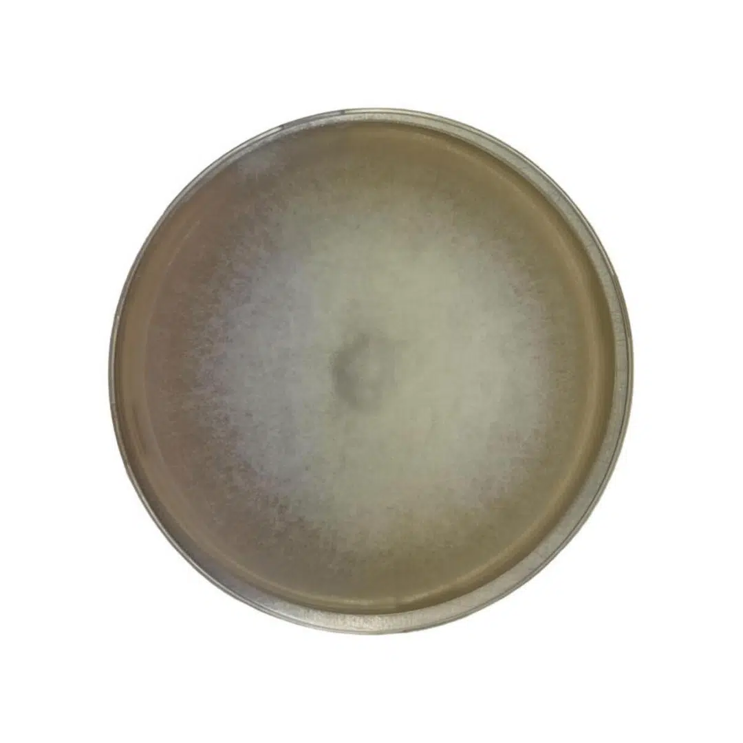 Round ceramic plate with a gradient brown and grey finish, viewed from above on a white background.