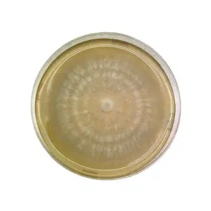 A petri dish with a circular, fuzzy fungal colony growing on a yellowish agar surface.