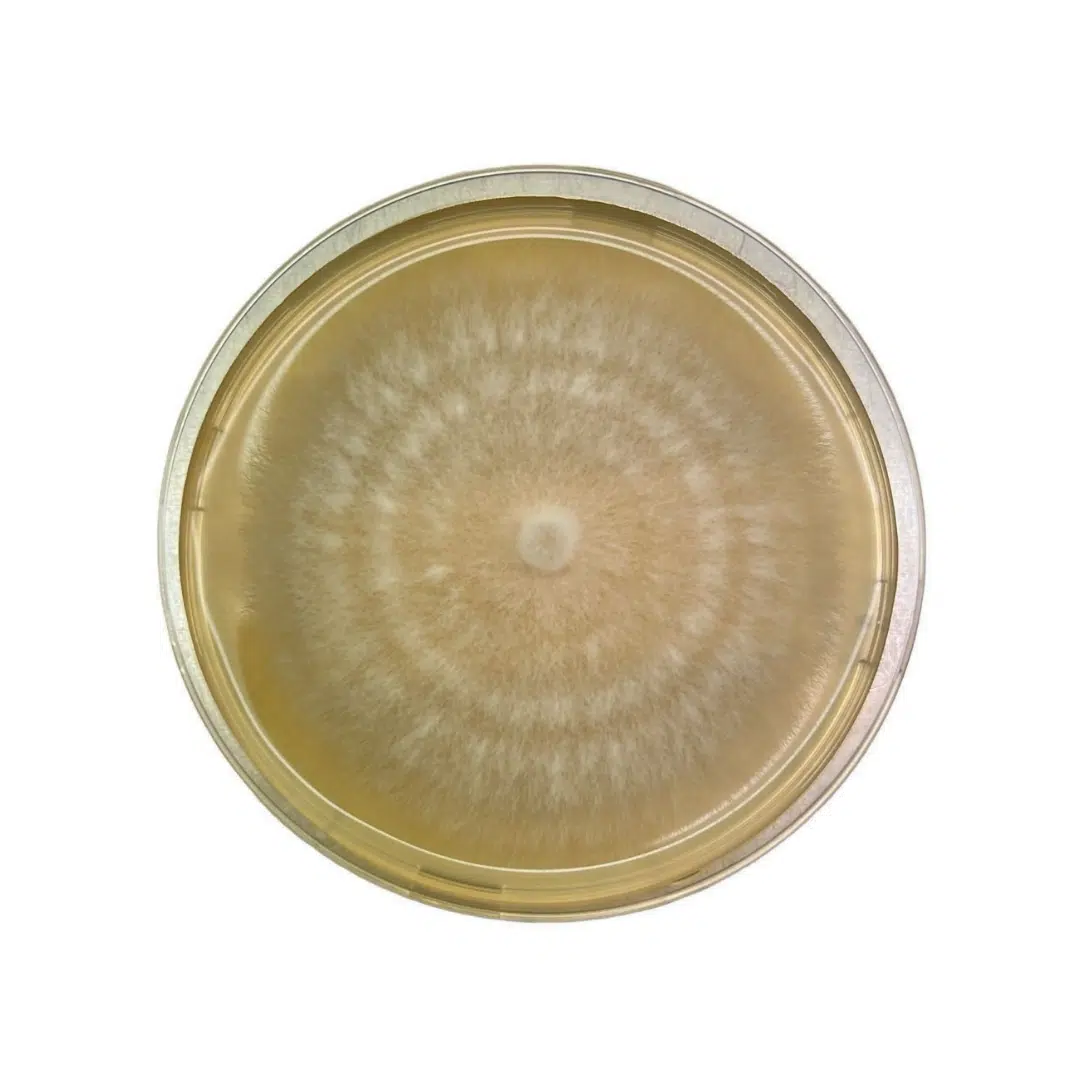 A petri dish with a circular, fuzzy fungal colony growing on a yellowish agar surface.