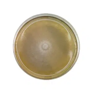A petri dish with a circular, fuzzy fungal colony growing on yellowish agar.