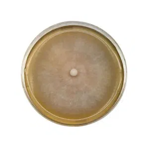 Top view of a petri dish with a round, fuzzy mould colony growing on yellowish agar.