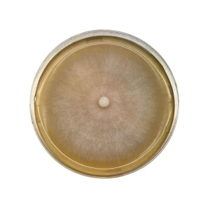 Colonised mushroom mycelium on agar plates Straw Shiitake