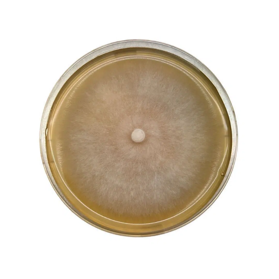 Top view of a petri dish with a round, fuzzy mould colony growing on yellowish agar.