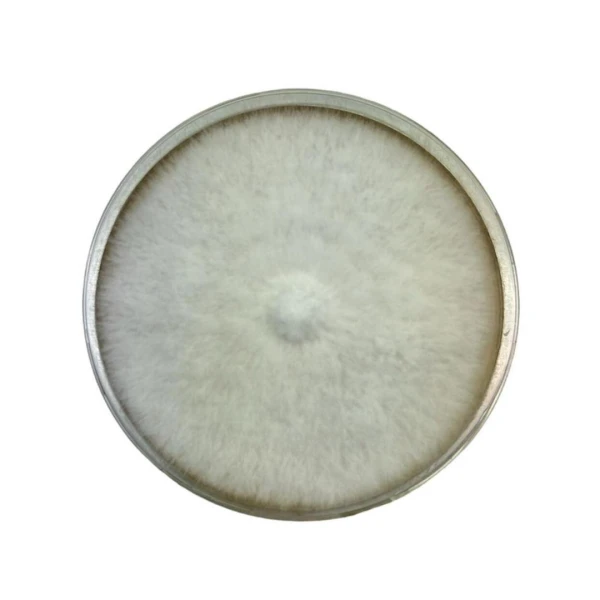 Colonised mushroom mycelium on agar plates Tan Oyster