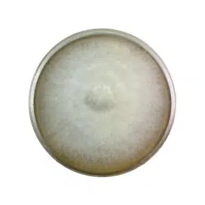 White mould colony growing in a circular pattern on a petri dish, viewed from above.