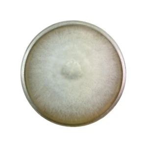 Colonised mushroom mycelium on agar plates Warm White
