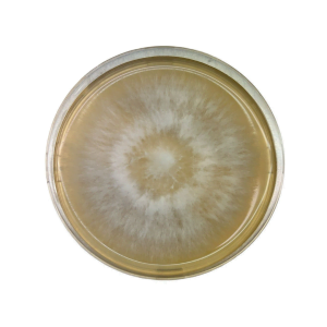 Colonised mushroom mycelium on agar plates White Elf