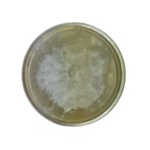 A petri dish with a circular, white mould colony growing on a yellowish agar medium.